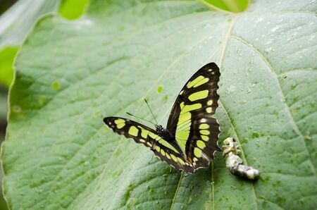 Malachite butterfly (Siproeta stelenes) on a big green leafの写真素材