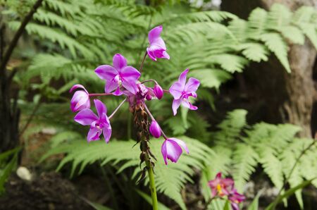 Spathoglottis Plicata orchid, a beautiful and vivid tropical flower, in a natural environment