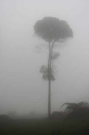 Lonely tree in the middle of the fog, in the natural park Chicaque, in the Colombian Andesの写真素材