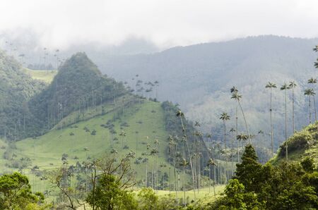 Cocora Valley beautiful landscape, with Quindio wax palms, Ceroxylon quindiuense, national tree of Colombia.の写真素材
