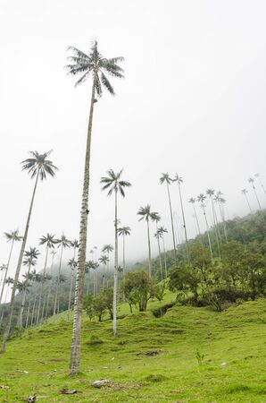 Cocora Valley beautiful foggy landscape, with Quindio wax palms, Ceroxylon quindiuense, national tree of Colombia.の写真素材