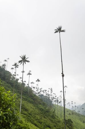 Cocora Valley beautiful landscape, with Quindio wax palms, Ceroxylon quindiuense, national tree of Colombia.の写真素材