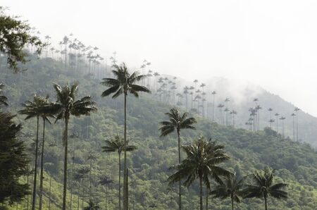 Cocora Valley beautiful landscape, with Quindio wax palms, Ceroxylon quindiuense, national tree of Colombia.の写真素材