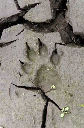 Soil detail: dog paw print in cracked mudの写真素材