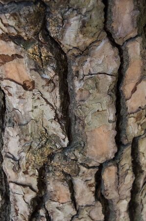 Rind texture, closeup view of tree bark, filling the frame