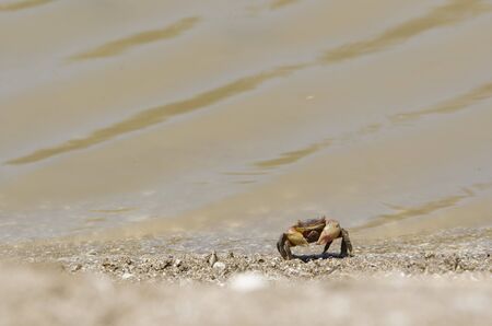 Neohelice crab walking along the seashore