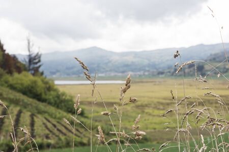 Rural Andean landscape, spikes and fields near Tota, the largest Colombian lake