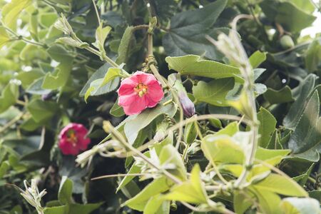 Banana passionfruit also known as curuba, passiflora mixta, climbing plant with pink bright flowersの写真素材