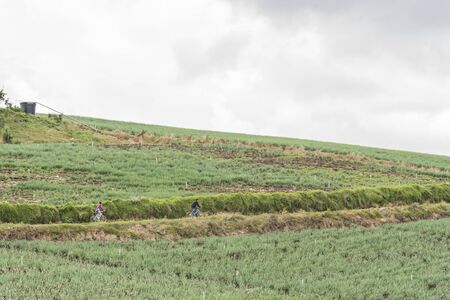 Rural Andean landscape, couple of people cycling on a country road, surrounded by welsh onion...