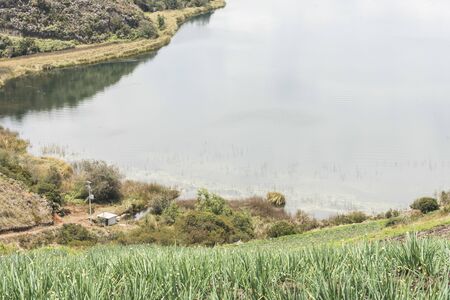 Rural Andean landscape, welsh onion fields, Allium fistulosum, near Tota, the largest Colombian lakeの写真素材