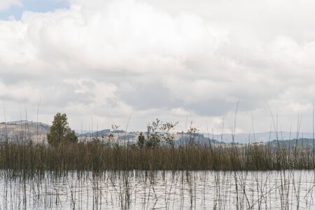 Aquatic plants on the shore of Tota, the largest Colombian lake, a cloudy