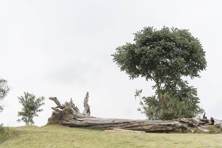 Shrubs and fallen tree trunk in Nemocon, Cundinamarca, Colombia