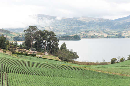 Aquitania, Boyaca / Colombia; April 8, 2018: Andean landscape, rural house and field of welsh onion, Allium fistulosum, near Tota, the largest Colombian lakeのeditorial素材
