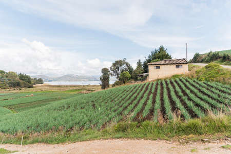 Aquitania, Boyaca / Colombia; April 8, 2018: Rural Andean landscape, field of welsh onion, Allium fistulosum, near Tota, the largest Colombian lakeのeditorial素材