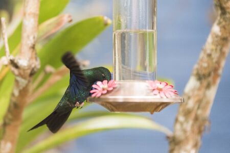 Great sapphirewing male hummingbird with its wings spread, feeding on a trough, Pterophanes cyanopterus. La Calera, Cundinamarca, Colombiaの写真素材