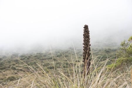 Chingaza National Natural Park, Colombia. Paramo vegetation: puya goudotiana, a large bromeliad native to the Andes Mountains. Behind, a thick fog hides the landscapeの写真素材