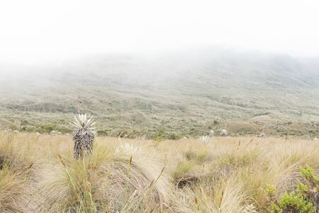 Chingaza National Natural Park, Colombia. Native vegetation, paramo ecosystem: frailejones, espeletia grandiflora. A thick fog hides the mountains in the backgroundの写真素材