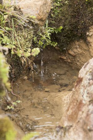 Chingaza National Natural Park, Colombia. Natural water seepage, a common phenomenon in the moors,...