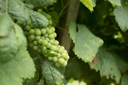 Bunch of green grapes in a vineyard dedicated to wine production in Carmelo, Uruguayのeditorial素材
