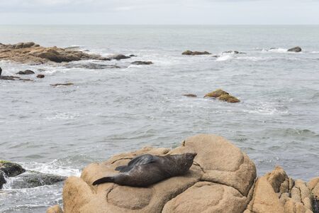 South American fur seal, Arctocephalus australis, resting on a rocky shore on the coast of Cabo Polonio, Rocha, Uruguayの写真素材