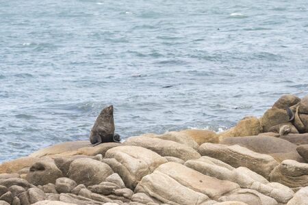 South American fur seal, Arctocephalus australis, on a rocky shore on the coast of Cabo Polonio, Rocha, Uruguayの写真素材