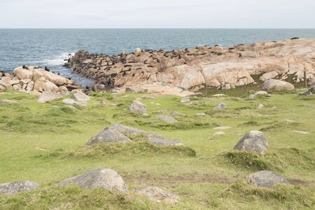 South American fur seals, Arctocephalus australis, and South American sea lions, Otaria flavescens, on a rocky shore in the reserve of Cabo Polonio, Rocha, Uruguayの写真素材