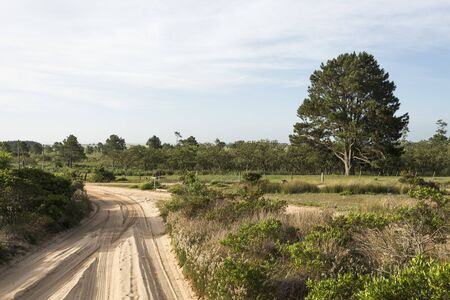 Sand roads with truck tracks, in Cabo Polonio, Rocha, Uruguayの写真素材