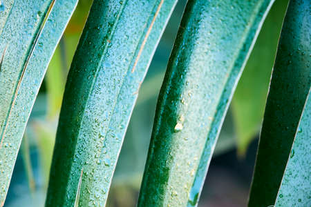 Tropical leaves with small raindrops on them. Natural green scene of tranquility.の写真素材