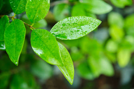 Small light green leaves with water droplets, after the rain. Image with copy space.