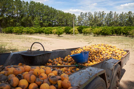 Overripe oranges piled up in a vehicle in the countryside. Agricultural overproduction.の写真素材