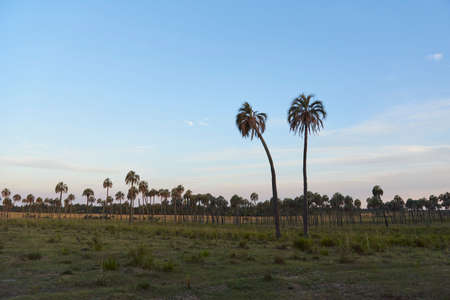 Butia yatay palm grove at sunset, rural landscape in Entre Rios, Argentina. Concepts: rural tourism, nature travel, enjoyment of the outdoors and protection of native botanical species.の写真素材