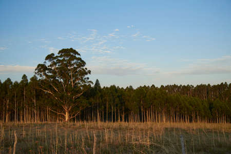 Landscape at dusk, the golden light of the sunset illuminates the meadow and trees with warm tones, in Entre Rios, Argentina.の写真素材