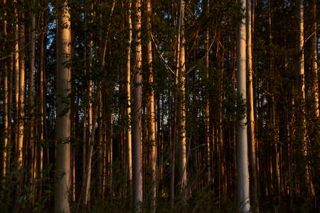 Forest at dusk, a magical golden light illuminates the trunks of the woodland trees highlighting the beauty of nature, creating a scene of calm and fantasy atmosphere.の写真素材