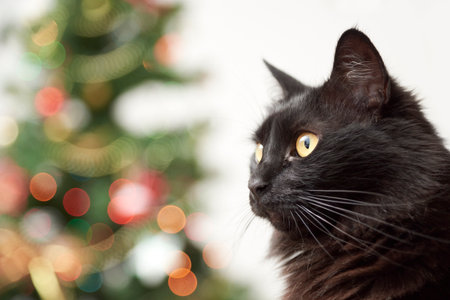 Portrait of cute black cat with a Christmas tree with ornaments and lights in the background. Bright modern image with copy space.の写真素材