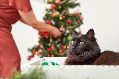 Elegant black cat resting in a box at home while an unrecognizable woman decorates a Christmas tree in the background. Bright seasonal image with copy space.の写真素材
