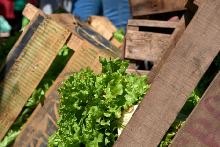 Boxes of fresh agroecological organic raw lettuces from a sustainable healthy farming system. Concepts: nutrition and sustainability in agricultural production.の写真素材