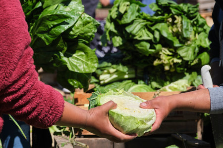 Detail of a stand of organic agroecological vegetables, two unrecognizable people passing each other half a fresh cabbage.の写真素材
