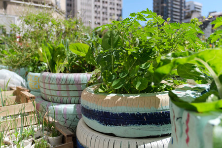 Edible plants planted in reused old tires in an urban vegetable garden, sustainable production of healthy food in the city. Concepts of sustainable agriculture, reusing and zero waste.の写真素材