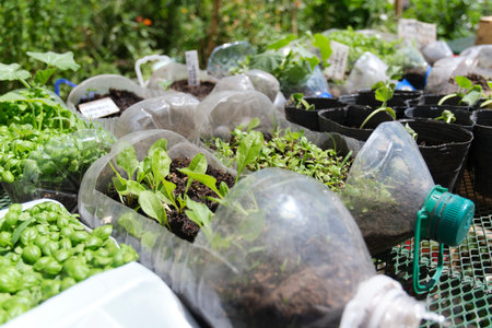 Green plants in reused plastic bottles, urban vegetable garden, sustainable production of healthy food in the city. Concepts of ecological agriculture, sustainability and zero waste.の写真素材