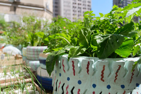 Edible plants planted in reused old tires in an urban vegetable garden, sustainable production of healthy food in the city. Concepts of agriculture, sustainability and zero waste.の写真素材