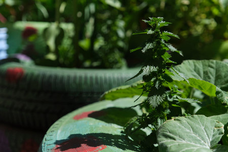Plants in reused old tires in an urban vegetable garden, sustainable production of healthy food in...