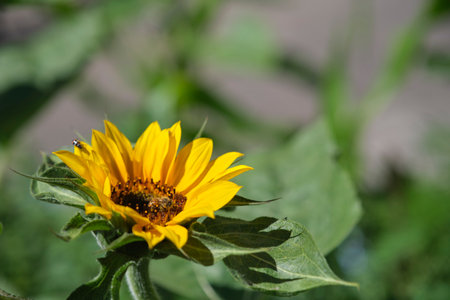 Bee on a sunflower in an urban garden. Concepts: pollution, biodiversity conservation.の写真素材