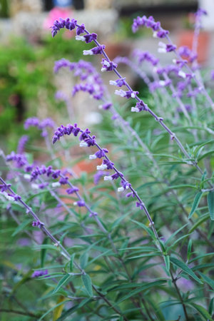 Sage, Salvia leucantha, purple and white velvety ornamental flowers in a Colombian garden.の写真素材