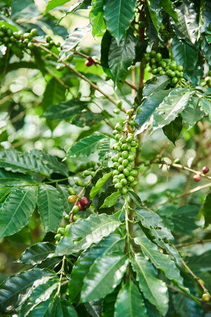 Coffee tree with many unripe coffee beans in its branches, in Santander, Colombia.の写真素材