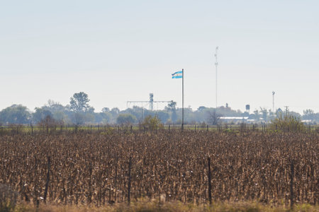 Agricultural crop field with a national flag flying in Argentina.