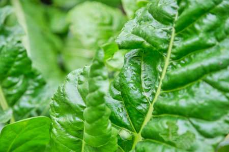 Macro view of fresh, green, agroecological vegetable leaves. Monochromatic composition with...