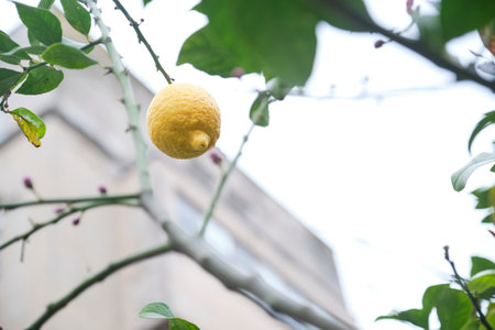 Agroecological lemon tree planted in an urban orchard. View from below of one of the fruits.の写真素材