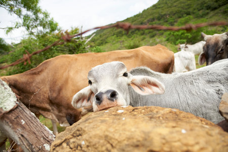 Funny portrait of a cute light gray Brahman calf looking at the camera. in the field in Santander, Colombia. His face is framed in the composition.の写真素材