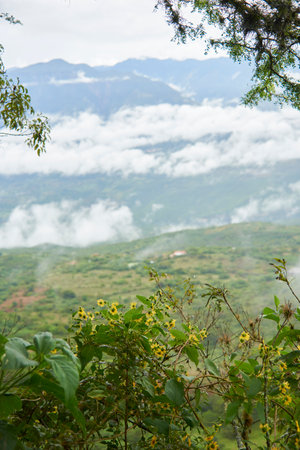 Colombian Andean landscape, mountains, clouds and vegetation, including bushes of wild sunflower, Steiractinia aspera, a plant native to the region.の写真素材