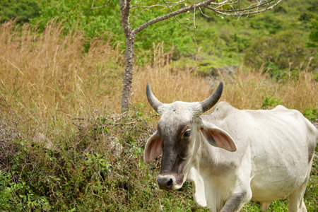 White or light gray Brahman cow walking in the field, with pasture vegetation in the background. Composition with copy space.の写真素材